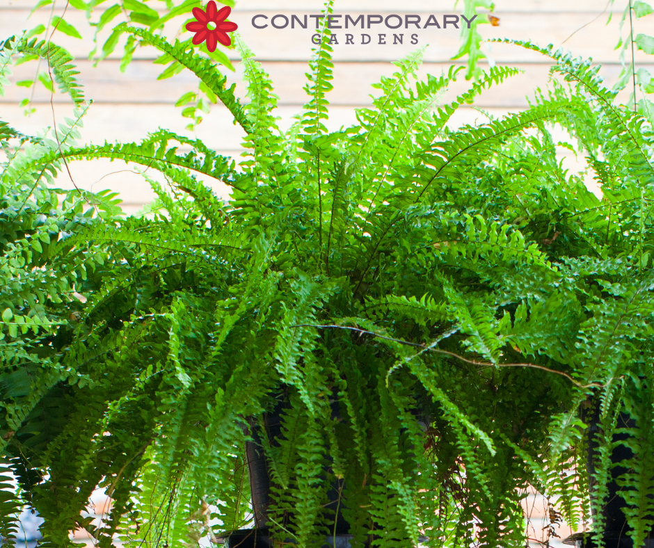 Crafting Distinctive Fern Landscapes for Atlanta Residences
